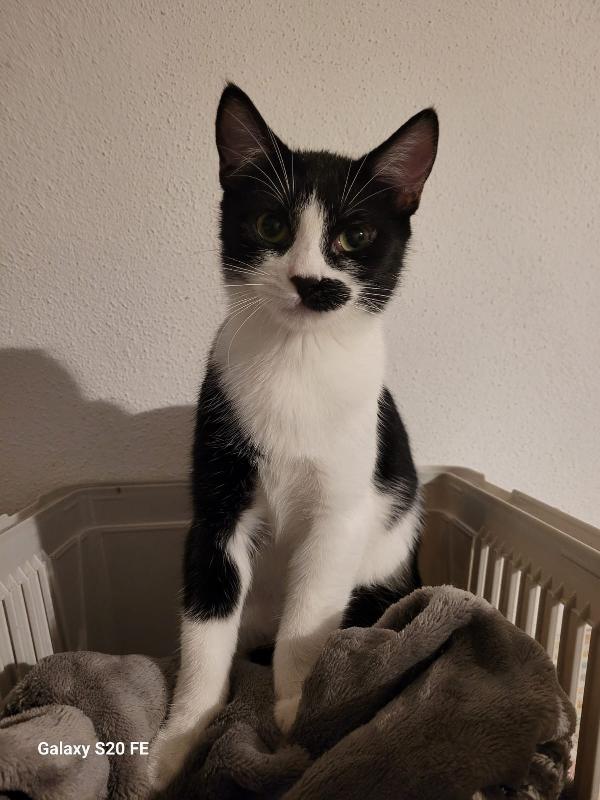 MARTINO il micio baffettino di 5 mesi  Foto 5